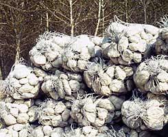 Sack gabions